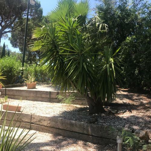 Saint Tropez -parc Oasis