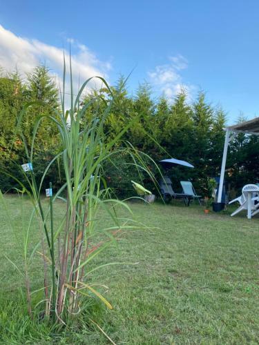 Apartamentos Au Paradis D?alsace 55 M2 Nature & Relax
