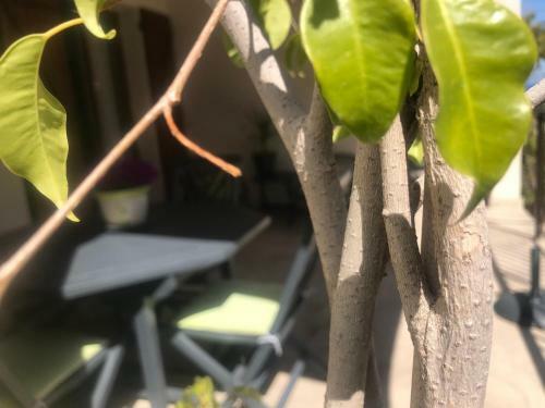 Apartamentos Appartement Solenzara