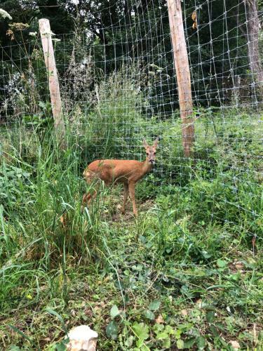 Tente Lodge Des Souciers