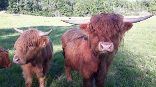 Agroturismo La Roulotte Du Cos