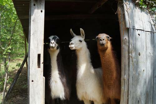 Agroturismo Loire Valley Llama Farm Stay