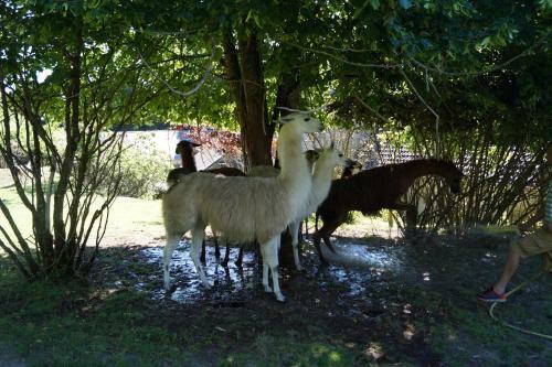 Agroturismo Loire Valley Llama Farm Stay