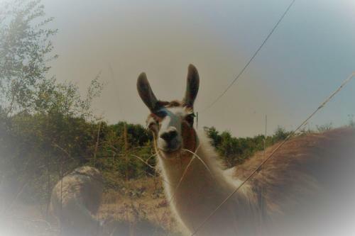 Agroturismo Loire Valley Llama Farm Stay
