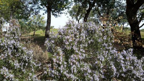 Bed & Breakfast La Pantoufle Verte