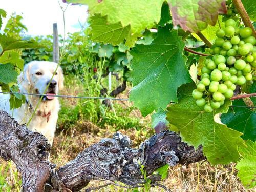 Au Coeur Des Vignes