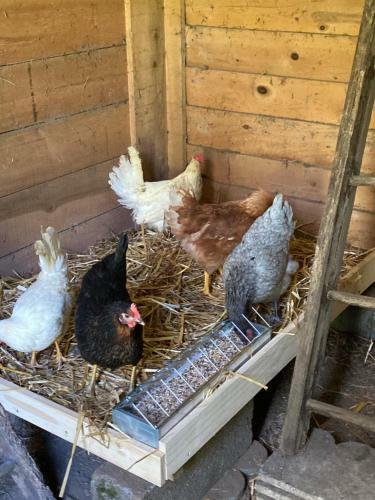Bed & Breakfast Chez Mamylette