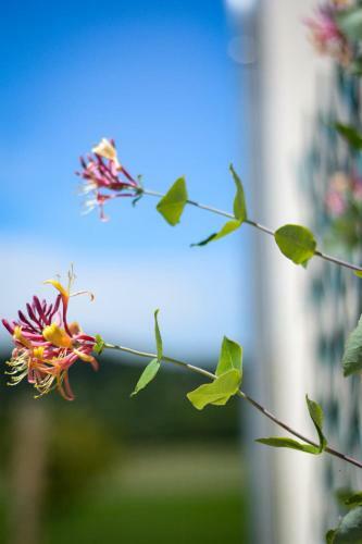 Maison Moderne Climatis�e En Bordure De Campagne