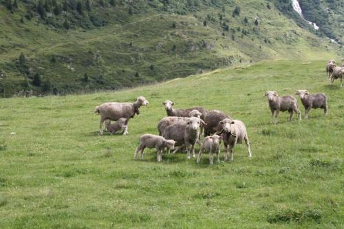 Apartamento Le Cottage Des Sybelles