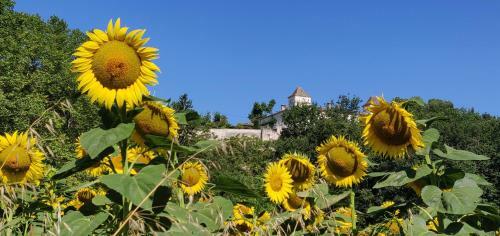 Villa Manoir Le Bourg, Touffailles
