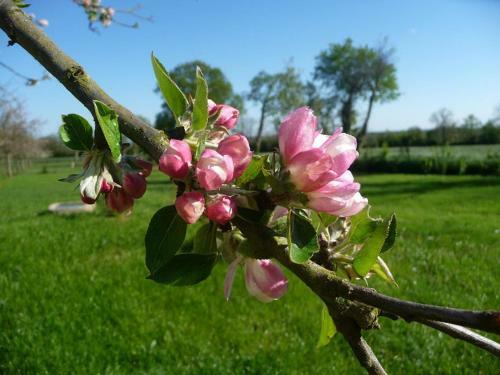 Bed & Breakfast Le Clos Des Pommiers