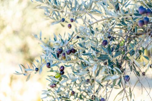 Mas Provencal Climatis� Avec Vue Sur Le Mont Ventoux