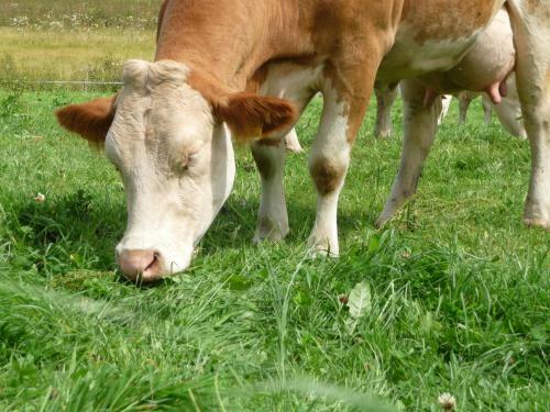 Agroturismo Urlaub Am Heubauernhof K�ck