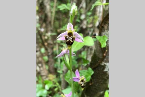 La Gargouille Des Corbi�res Cuve � Vin Habitable