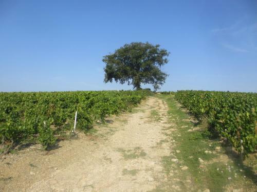Bed & Breakfast Foudres Du Ch�ne Du Py