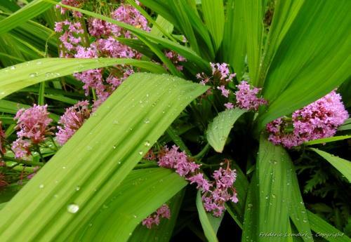 Apartamento La Plage Cap Houses