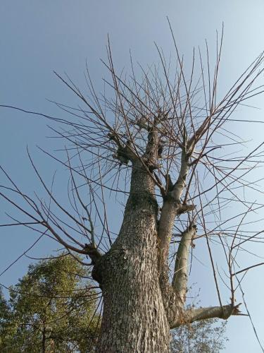 Hotel Tree Tour And Travel