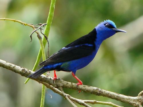 Villa La Casita Green Forest