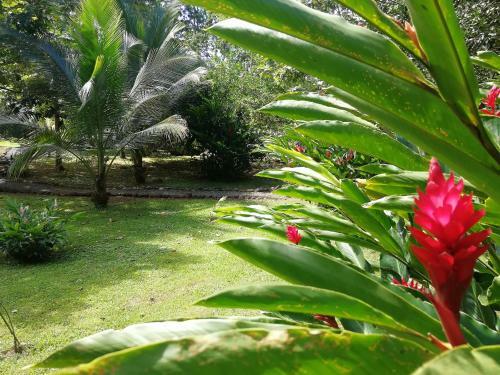 Villa La Casita Green Forest