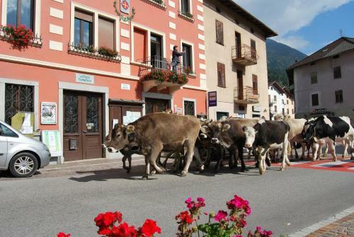 Hotel Albergo Carraro