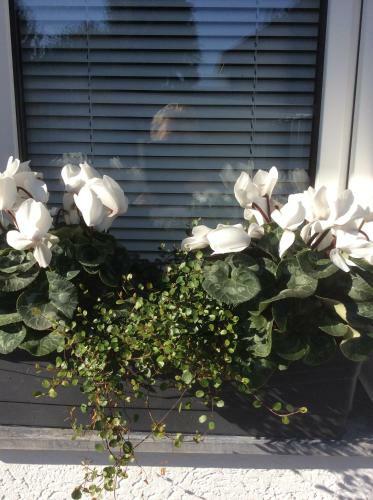 Apartamento Messewohnung D�sseldorf-nord