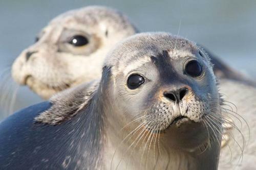 Apartamento De Vuurtoren - Amelander Kaap