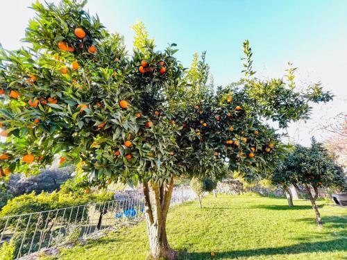 Bed & Breakfast Monsanto - Quinta de S�o Pedro de Vir-a-cor�a