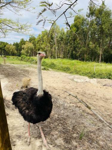Agroturismo Monte Do Lago, Peg�es