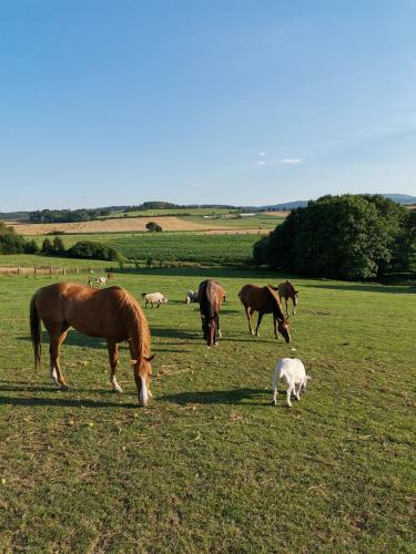 Bed & Breakfast Agropenzion ?�dk�