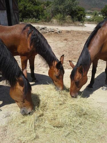 Agroturismo La Canardiere