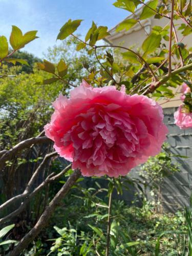 Bed & Breakfast Carcazen