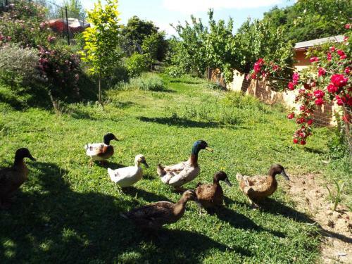 Apartamento Agriturismo Frallarenza