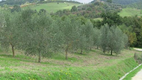 Apartamento Agriturismo Frallarenza