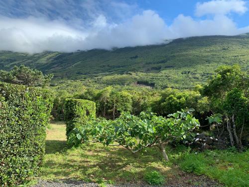 Ninho Das Cagarras