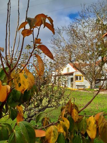Apartamento Quintal Do Freixo - Country House