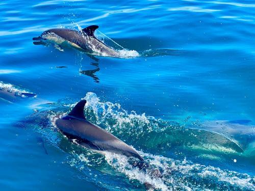 Bed & Breakfast La Maison Bleue Algarve