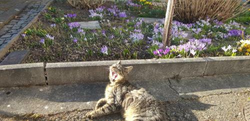 Apartamento Ferienwohnung Mai