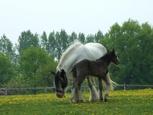 Apartamento Elisabethhills