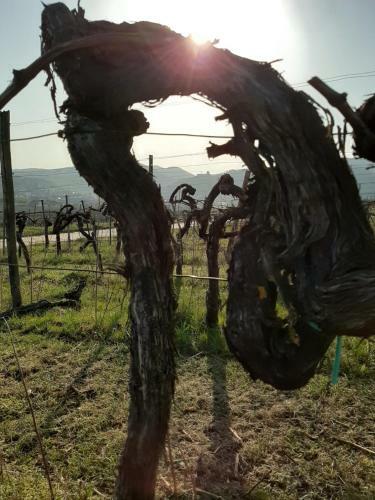 Apartamento Weingut-ferienhof Sch�fer