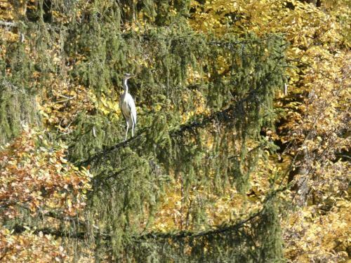 Apartamento Goldener Fuchs In Moschendorf
