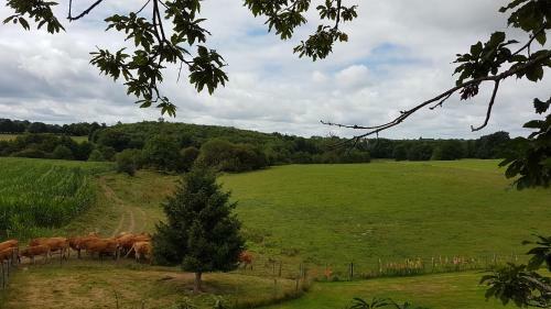Bed & Breakfast La Thibaudiere Tilleul