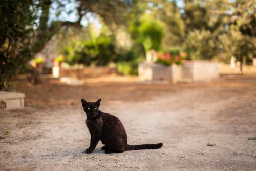 Bed & Breakfast Masseria Fracchicchi