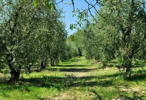 Apartamento Agriturismo Il Pino - Appartamento Querce