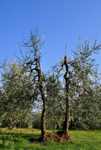 Apartamento Agriturismo Il Pino - Appartamento Querce