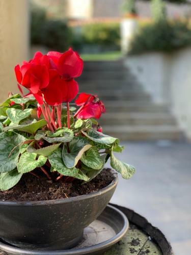 Bed & Breakfast Borgo Antico XIX Sec.