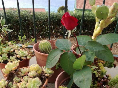 Apartamento Il Giardino Di Lucia