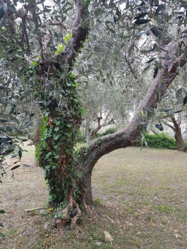 Hostal La Vert Olive
