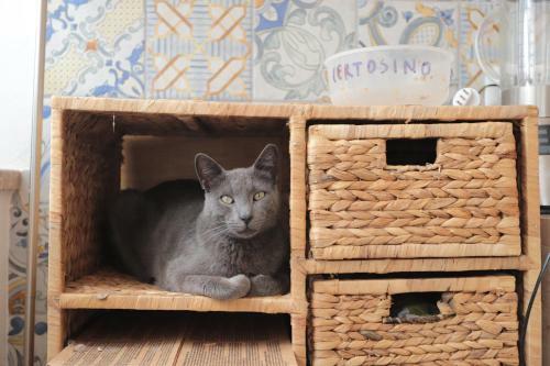 Apartamento Le Ch�teau Des Chats