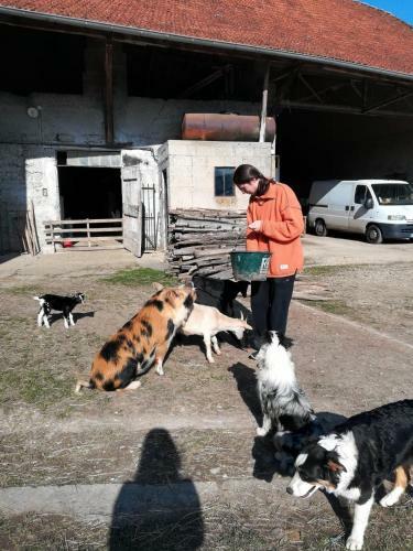 Bed & Breakfast Ferme Les Poneys De La Durme