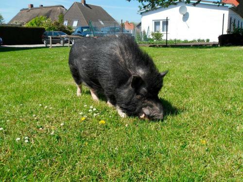 Apartamento Ferienhof Manowski Nr3